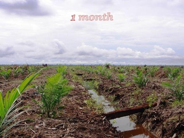 1 month